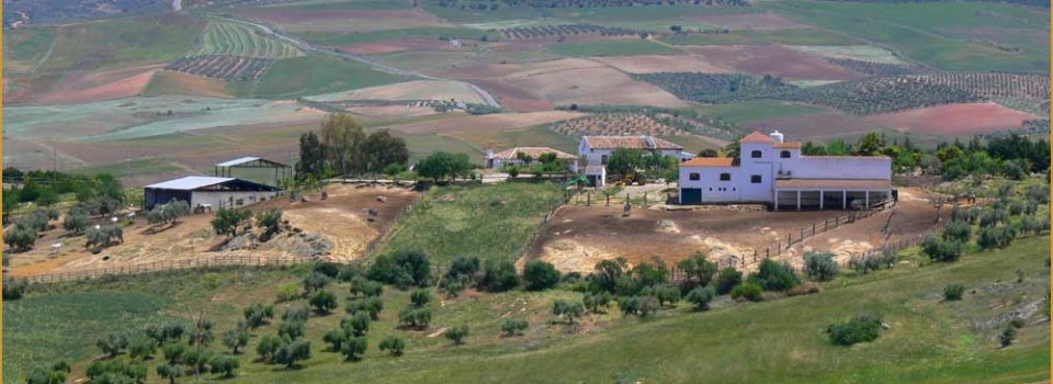 _studfarm_country hotel_horse property_Andalusia_for sale_Gestüt_Landhotel_Reitimmobilie_Reitbetrieb_Andalusien_Ronda_zu verkaufen