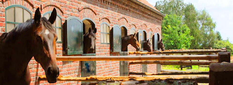 Gestüt. Reiterhof, Pferdehof, Pferdezucht, Zuchtstall Deutschland zu verkaufen