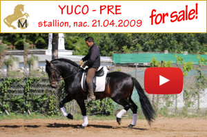 PRE, Hengst, stallion, dunkel, spanisches Pferd, Spanier, Andalusier, zu verkaufen