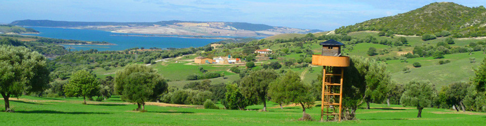 suche, Bauernhof, Reitimmobilie, Finca, Rinderfarm, San, Jose, del, Valle, Jerez, Andalusien, zu, kaufen, verkaufen