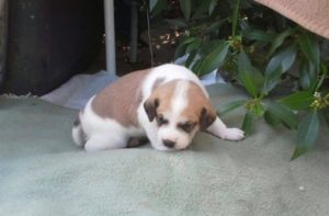 17887012_1418335588188808_155865672_o