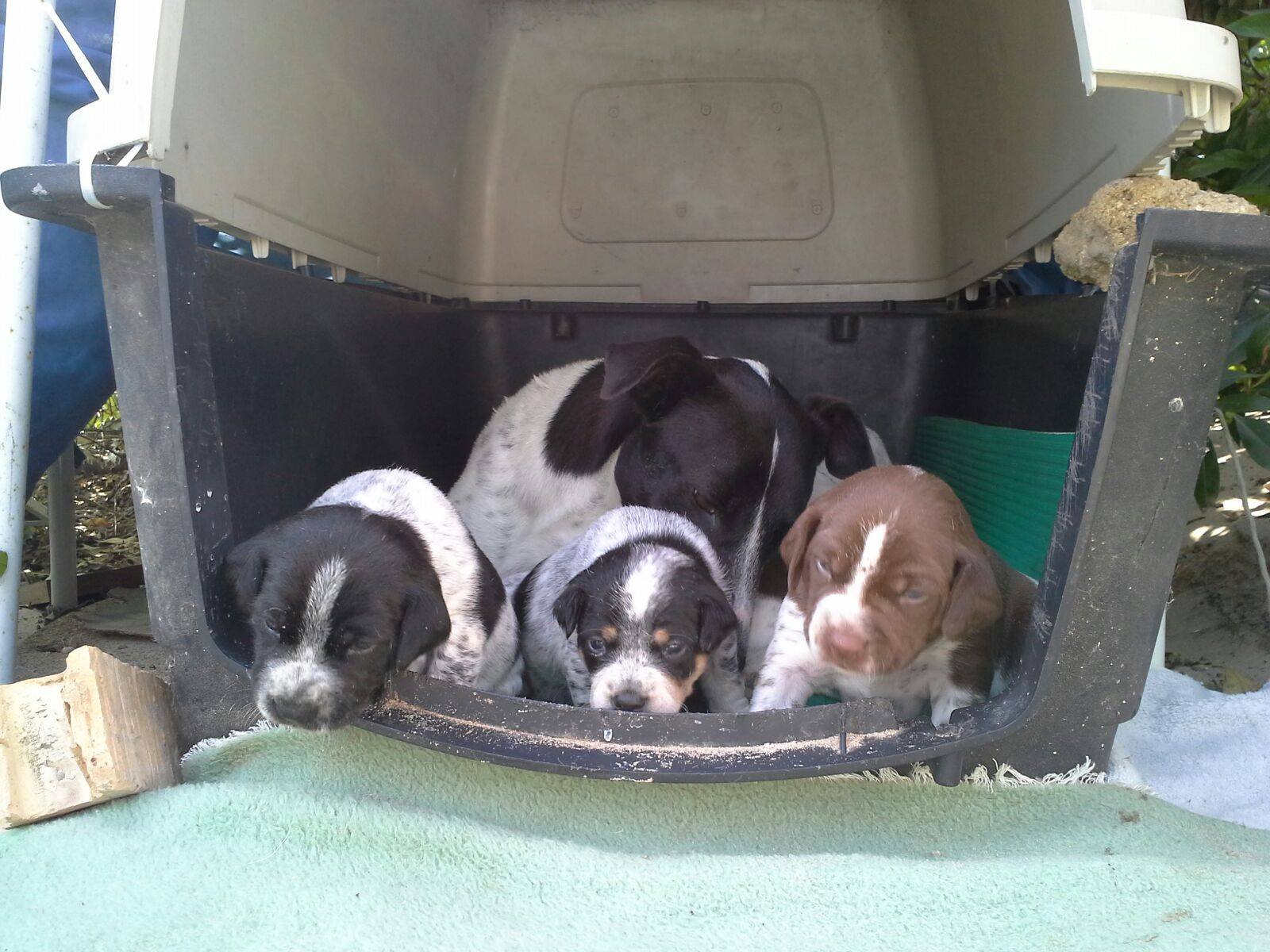 17901807_1418335551522145_479179561_o