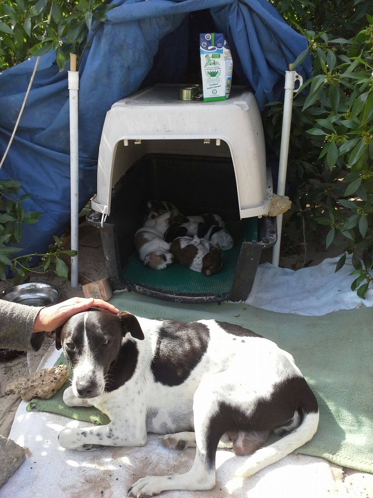 17902598_1418335534855480_143934677_o