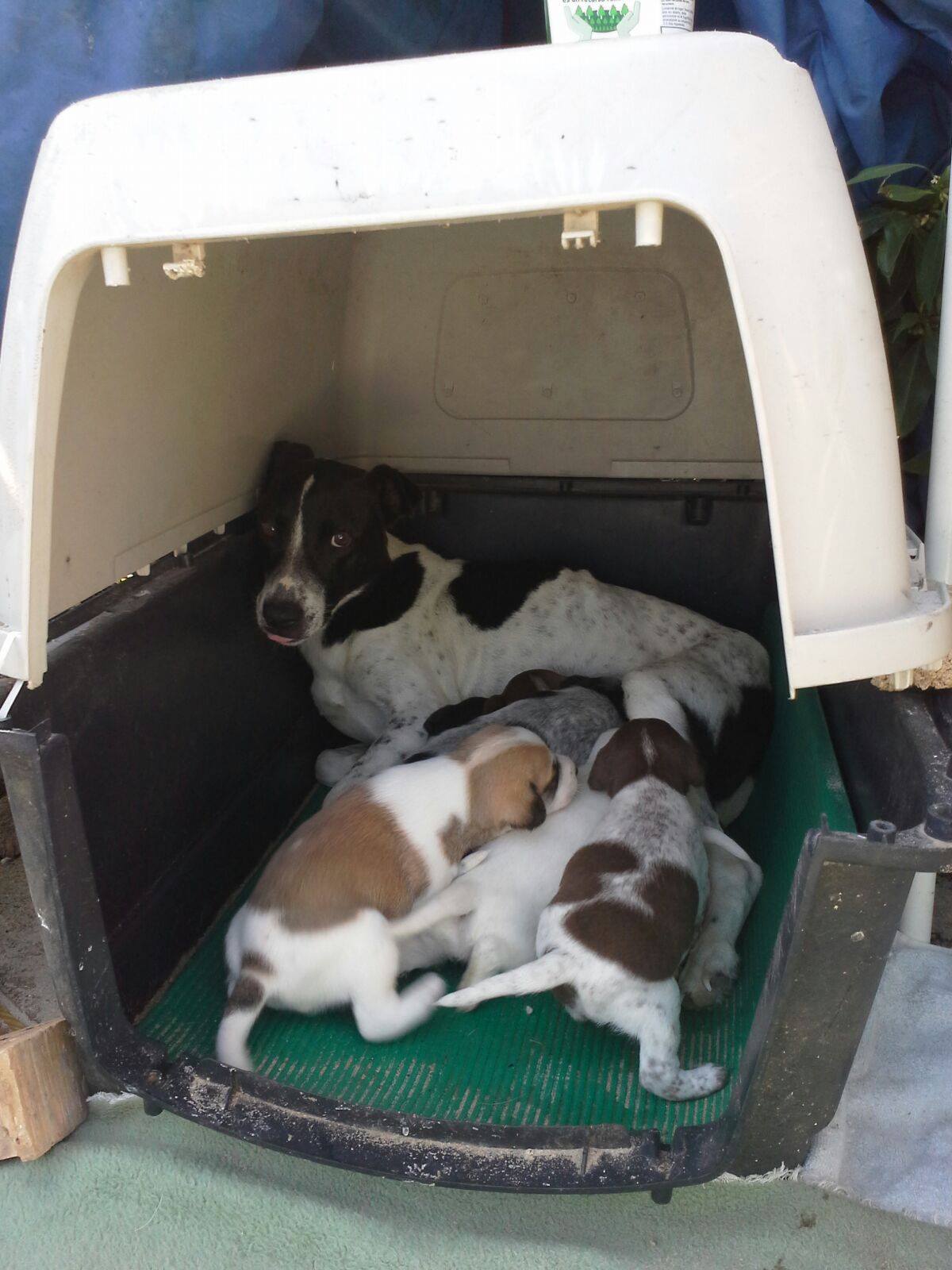 17902599_1418335518188815_1259262180_o