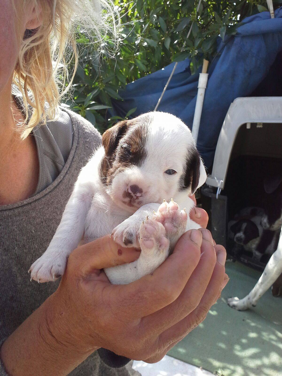 17902812_1418335474855486_2056218795_o