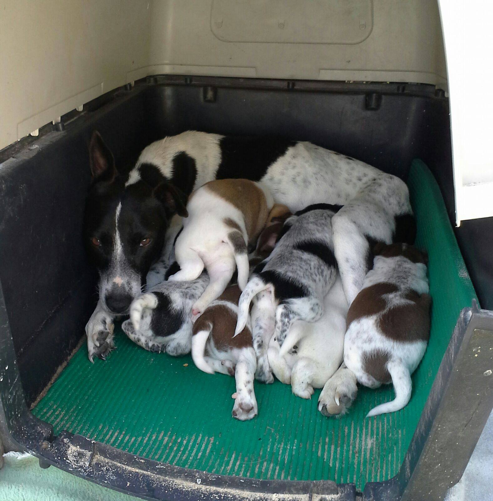 17902873_1418335461522154_1653297728_o