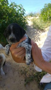 17976181_1424443707577996_1901801605_o