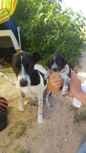 17976590_1424443710911329_1724501883_o