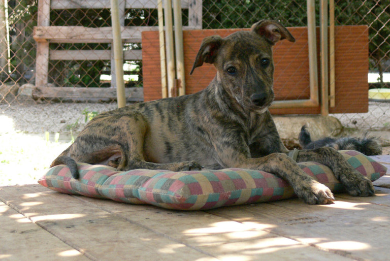Tierschutz Andalusien