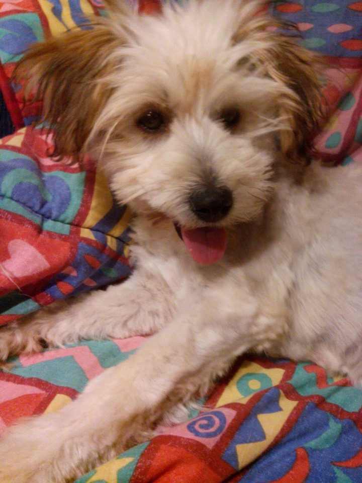 Ina-Wuschel hat Frauchen gefunden!