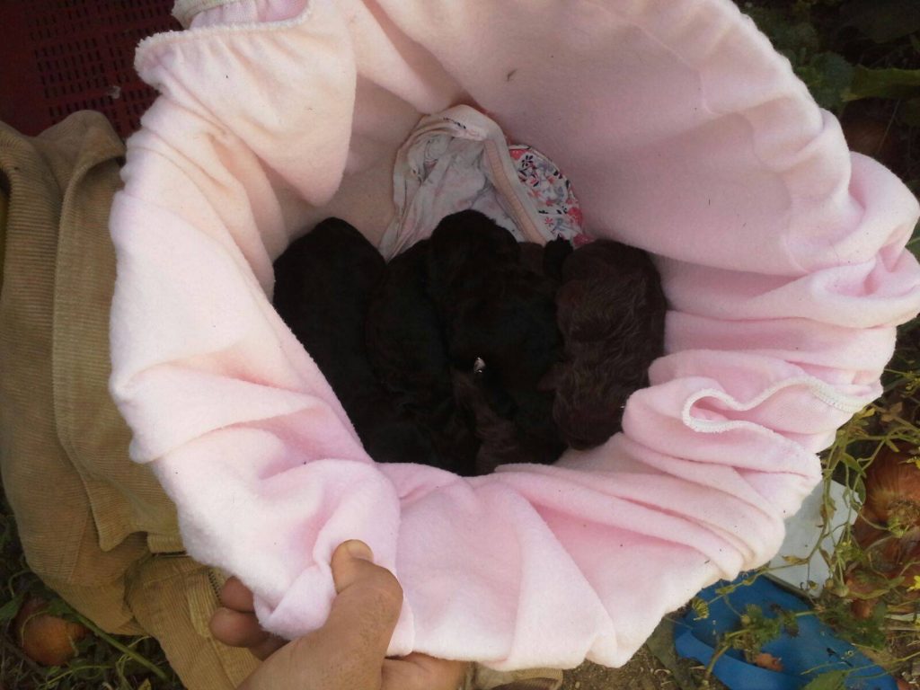 18053379_1428448590510841_919361913_o