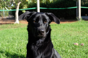 Tierschutz Andalusien