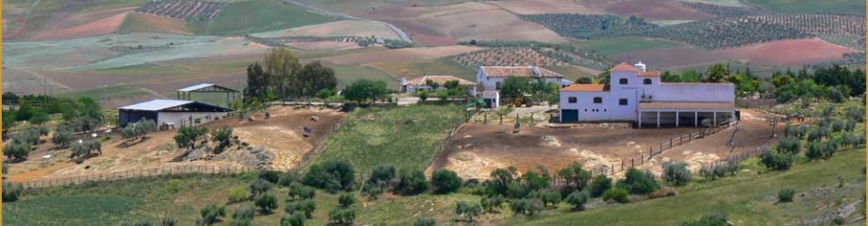 _studfarm_country hotel_horse property_Andalusia_for sale_Gestüt_Landhotel_Reitimmobilie_Reitbetrieb_Andalusien_Ronda_zu verkaufen