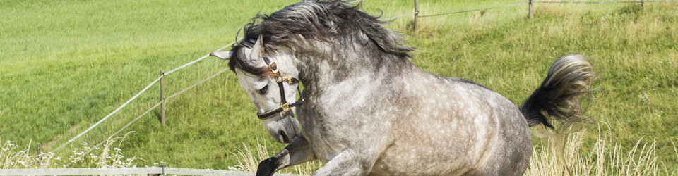 PRE Andalusier Wallach zu verkaufen