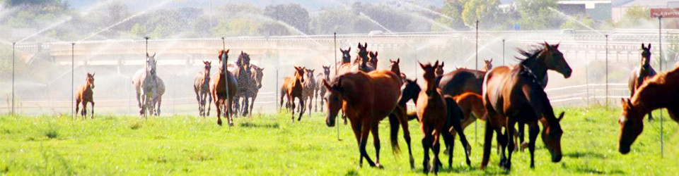 Madrid_Gestüt_Reitanlage_zu verkaufen_yeguada en venta_studfarm_equestrian property for sale