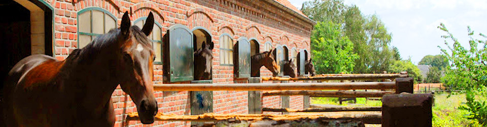 Gestüt. Reiterhof, Pferdehof, Pferdezucht, Zuchtstall Deutschland zu verkaufen