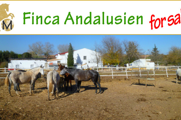 Finca, Gestüt bei Arcos de la Frontera, Villamartin, Landesinnere, Andalusien, Provinz Cadiz, Sevilla zu verkaufen