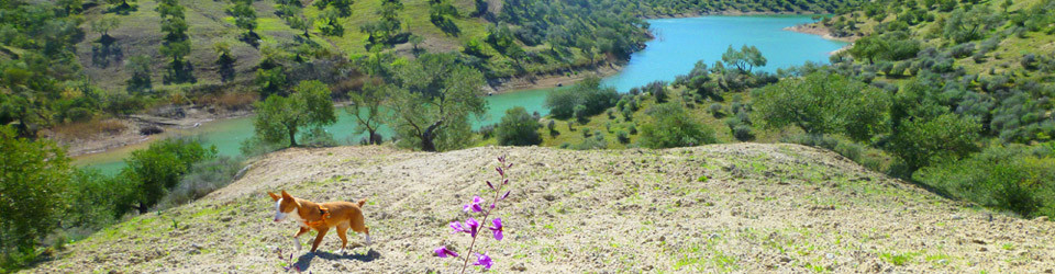 _country_property_finca_cottage_olive grove_access to the lake_rural_inland_El Gastor_Zahara de la Sierra_province Cadiz_Andalusia_for_sale_to_buy