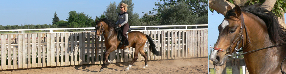 spanische Pferde, andalusier, PRE, spanischer hengst, zu verkaufen, andalusien, jerez de la frontera, sevilla, la cartuja, real escuela, pura raza espanol, barocker hengst, Sabine Wesseln, Maras World of Horses, Traumpferde, PRE, stallion, for sale, horses, horse, dressage, campaneo, spain, andalusia, spanish horse, tordo, riding, baroque andalusian, Cartujano, Carthusian