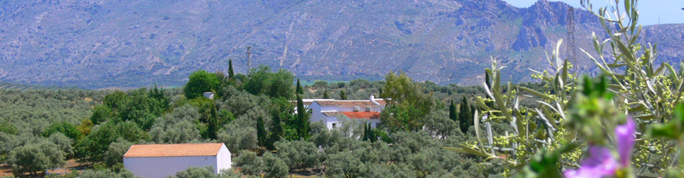 _Reitimmobilie_Finca_Antequera_Andalusien_Malaga_zu_kaufen_verkaufen