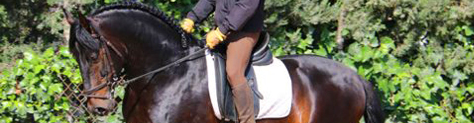 PRE, Hengst, stallion, dunkel, spanisches Pferd, Spanier, Andalusier, zu verkaufen