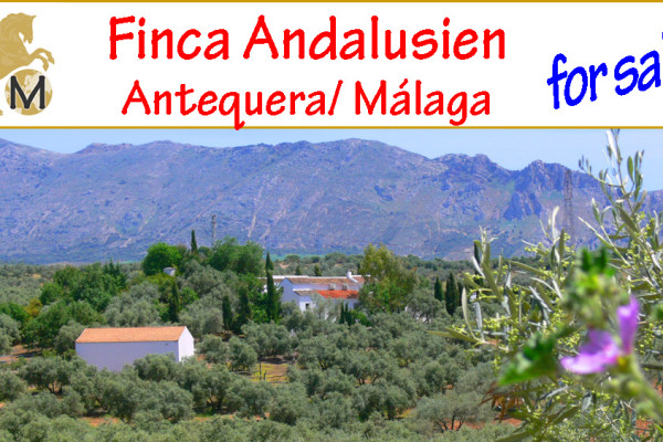 Immobilien, Finca, Landhaus, Pool, Pferdestall, Pferdehaltung, Tourismus, Vermietung, Gästehaus, Spanien, Antequera, Andalusien, Malaga, kaufen, verkaufen,