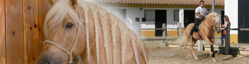 PRE, Andalusier, Palomino, Hengst zu verkaufen