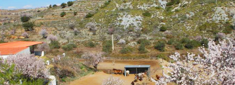 ,immobilien,südspanien,andalusien,Almeria,finca,landhaus,reitimmobilie,reiterhof,ranch,pferdehaltung,pferdebetrieb,reitstall,pferdehof,turismus,gästehaus,hotel,zu verkaufen