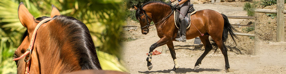 DECIDIDO, PRE, Hengst, Spanier, Andalusier, Pura Raza Espanola, zu verkaufen