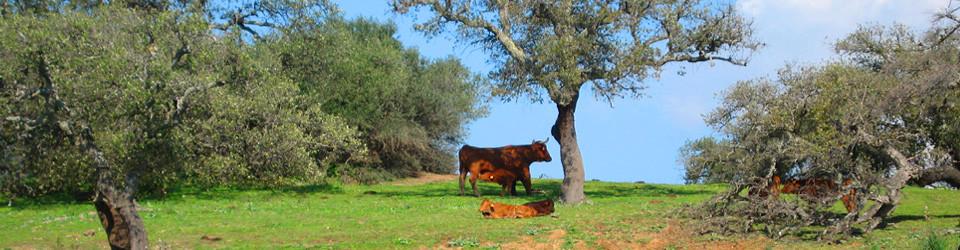 Finca, Reitimmobilie, Andalusien, Cadiz, Alcala de los Gazules zu verkaufen