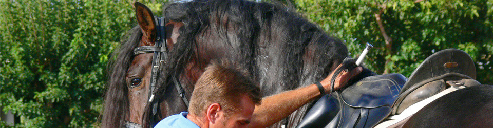 an der Costa de la Luz grosser PRE Hengst, braun, castano, zu verkaufen