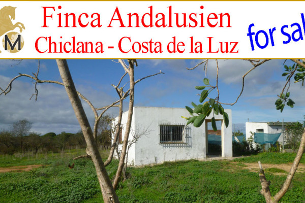 _looking_for_small_farm_Costa_de_la_Luz_finca_for_sale_Chiclana_country_home_to_buy_near_beach_Andalusia