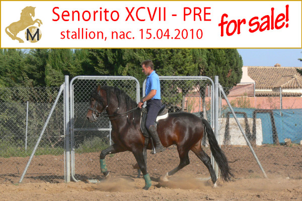 spanischer Hengst, gross, 1.71 m zu verkaufen nahe Jerez de la Frontera