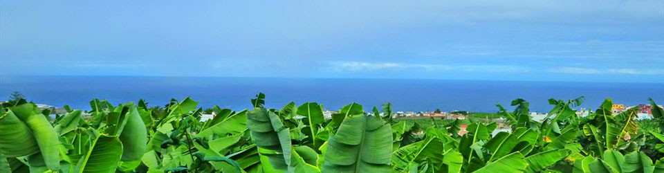 _looking_for_Real_Estate_country_horse_equestrian_property_finca_near_beach_Arucas_Las_Palmas_Gran_Canaria_for_sale_to_buy