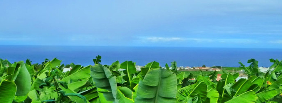 _looking_for_Real_Estate_country_horse_equestrian_property_finca_near_beach_Arucas_Las_Palmas_Gran_Canaria_for_sale_to_buy