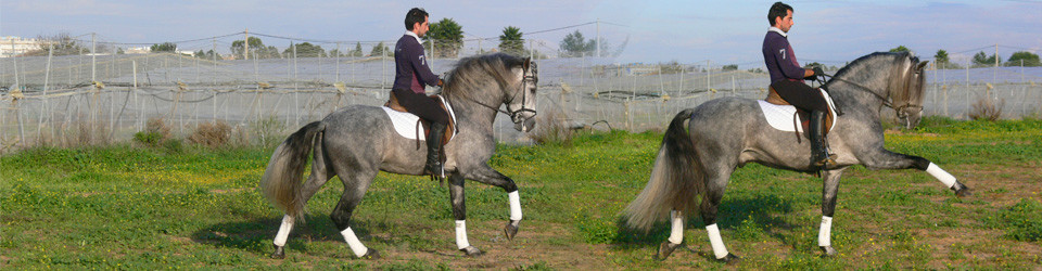 spanische Pferde, andalusier, PRE, spanischer hengst, zu verkaufen, andalusien, jerez de la frontera, la cartuja, real escuela, pura raza espanol, barocker hengst, Sabine Wesseln, Maras World of Horses, Traumpferde, PRE, stallion, for sale, horses, horse, dressage, campaneo, spain, andalusia, spanish horse, baroque andalusian, Cartujano, Carthusian, Real Escuela Andaluza del Arte Ecuestre Jerez, Königliche Reitschule Jerez, caballo espanol, caballo pura raza andaluza