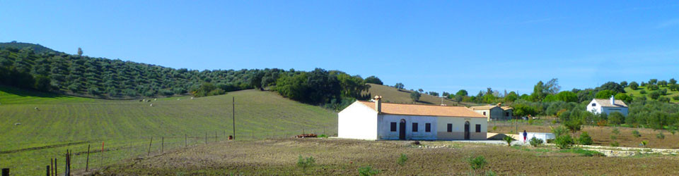 _looking_for_finca_country_holiday_house_home_Andalusia_Cadiz_inland_Villamartin_el_Bosque_Prado_del_Rey_for_sale