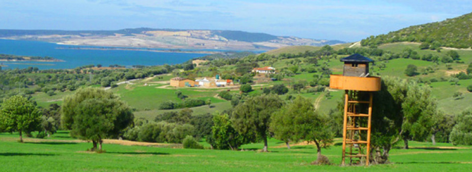 suche, Bauernhof, Reitimmobilie, Finca, Rinderfarm, San, Jose, del, Valle, Jerez, Andalusien, zu, kaufen, verkaufen