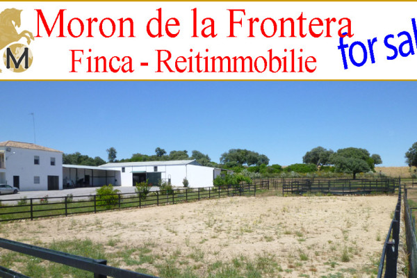 finca rustica, villa, haus, house, home, casa, casa rural, chalet, dorfhaus, stadthaus, townhouse, landhaus, reitimmobilie, reitstall, horseproperty, equestrian, country property, horse farm, horsestable, gestüt, studfarm, yeguada, inmobiliaria rural, hacienda, cortijo, hotel, guesthouse, B&B, zu verkaufen, for sale, en venta, compra-venta, maras world of horses, andalusien, andalusia, andalucia, sevilla, moron de la frontera