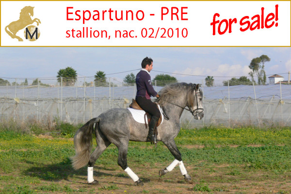 spanische Pferde, andalusier, PRE, spanischer hengst, zu verkaufen, andalusien, jerez de la frontera, la cartuja, real escuela, pura raza espanol, barocker hengst, Sabine Wesseln, Maras World of Horses, Traumpferde, PRE, stallion, for sale, horses, horse, dressage, campaneo, spain, andalusia, spanish horse, baroque andalusian, Cartujano, Carthusian, Real Escuela Andaluza del Arte Ecuestre Jerez, Königliche Reitschule Jerez, caballo espanol, caballo pura raza andaluza