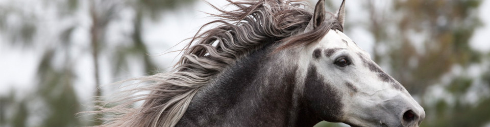 suche Reitstall, Reitimmobilie bei Köln