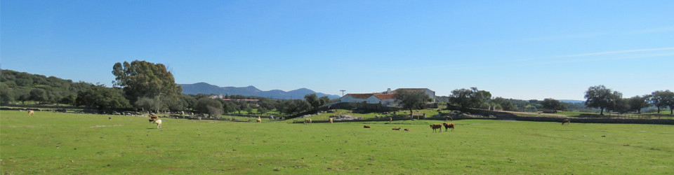 Dehesa mit Korkeichen Sevilla zu verkaufen