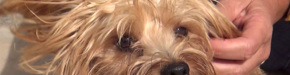 Tierschutz Andalusien