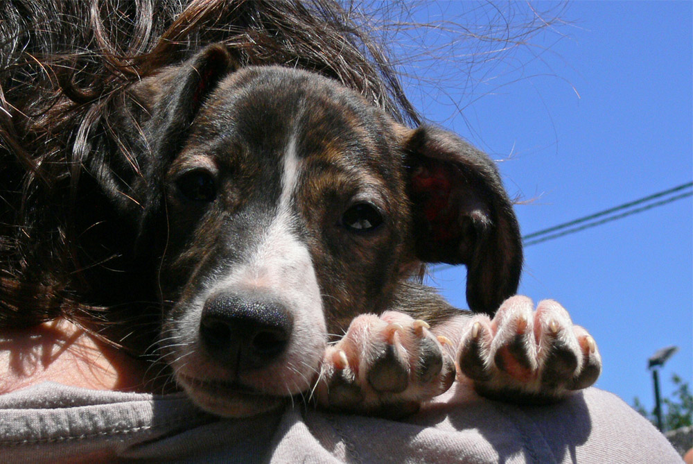 Fred sucht Frau-Herr-Chen