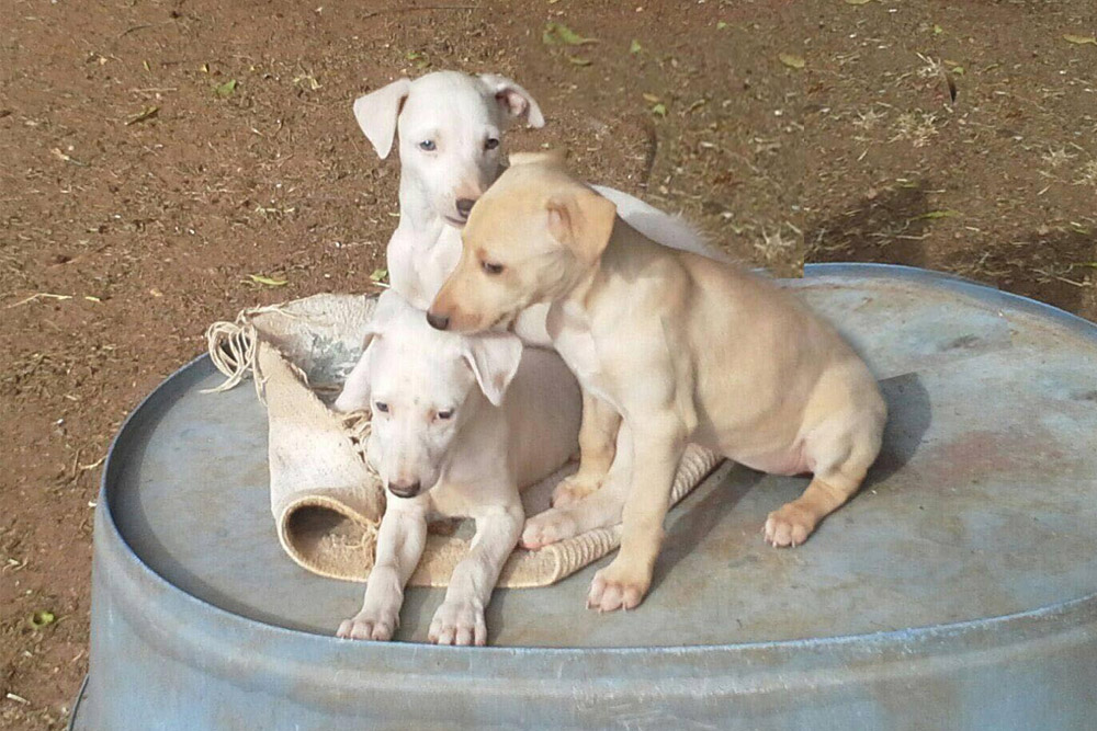 3 weisse und ein beiges Galgo-Engelchen suchen ihr Paradies!