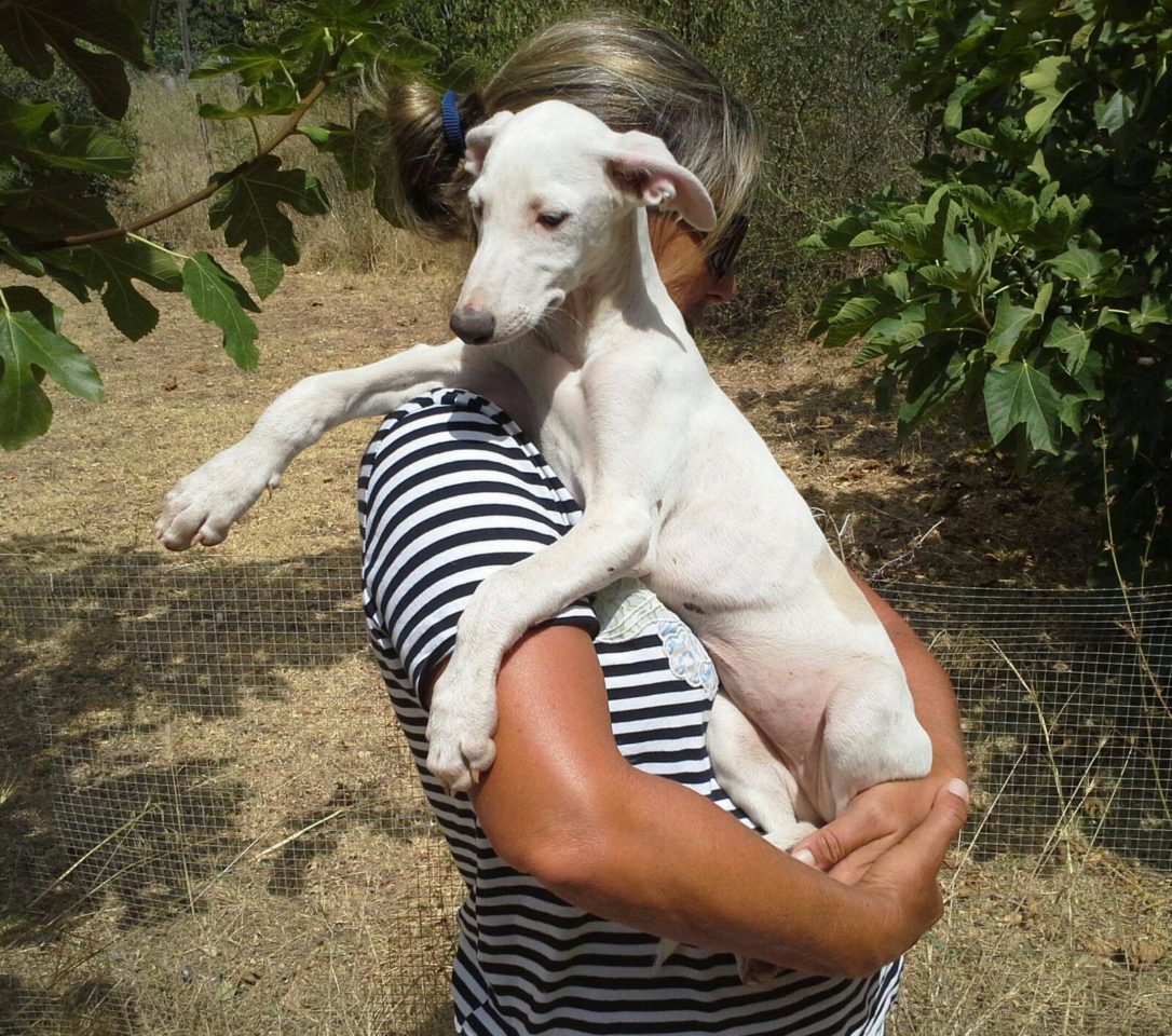 weisse Galgos – die spanischen Engel!