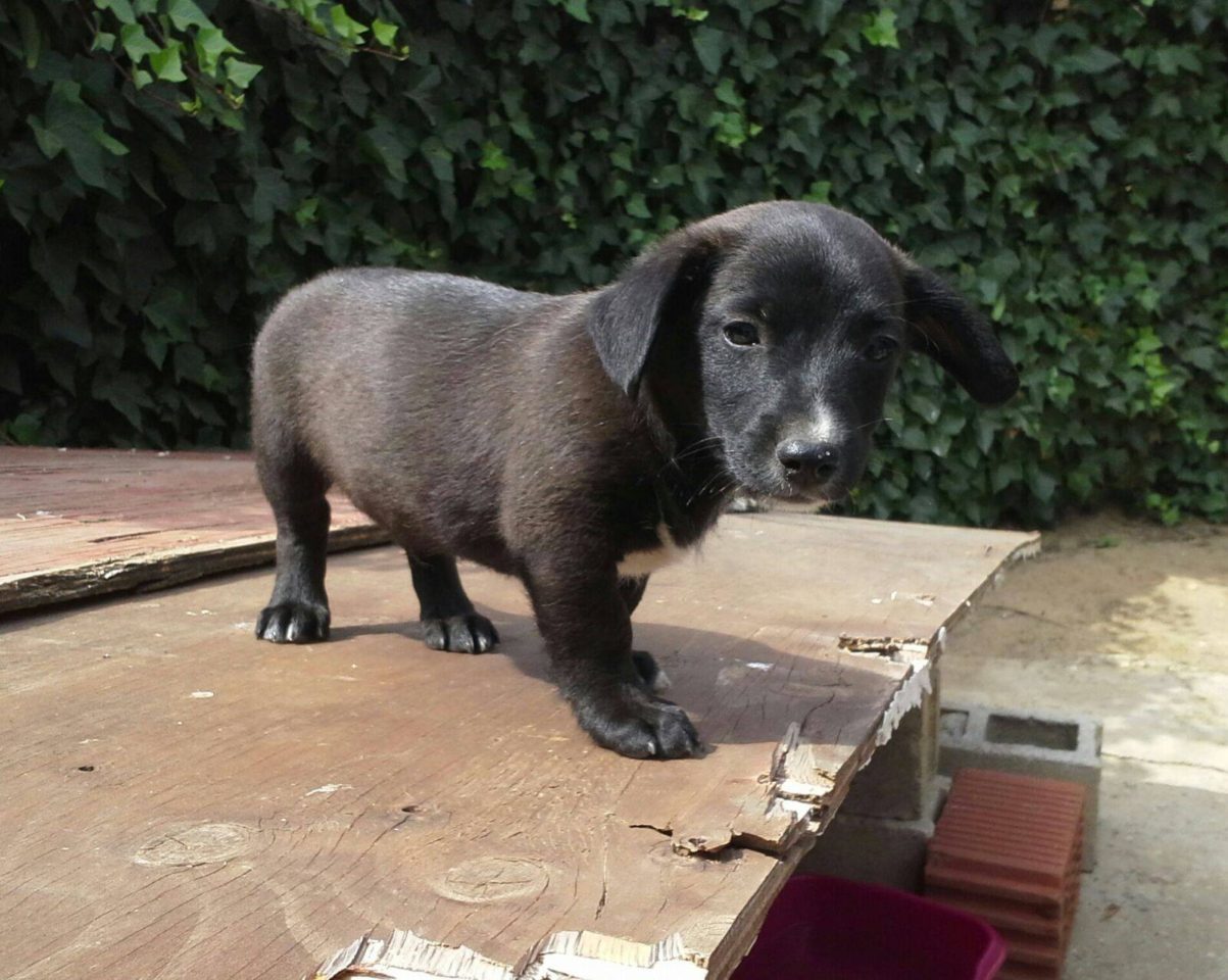 Jack – süsser kleinbleibender Knuddel sucht Frau-Herr-Chen!
