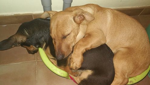 Otti – gemütliches Kuschelfellchen sucht Frau-Herr-Chen!